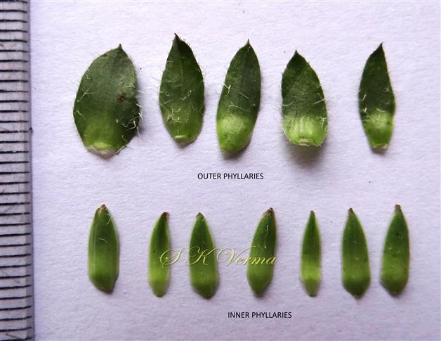  Phyllaries